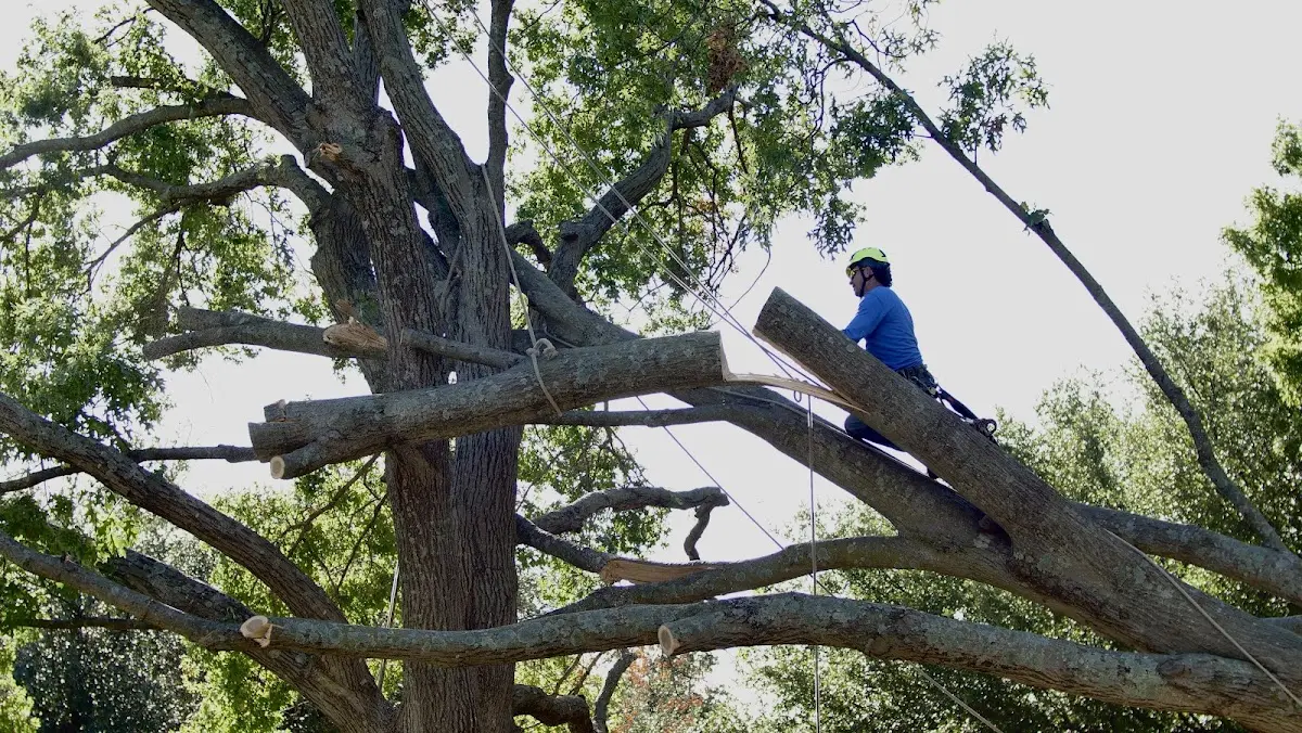 Professional Crown Thinning performed by certified arborists in Ackerly
