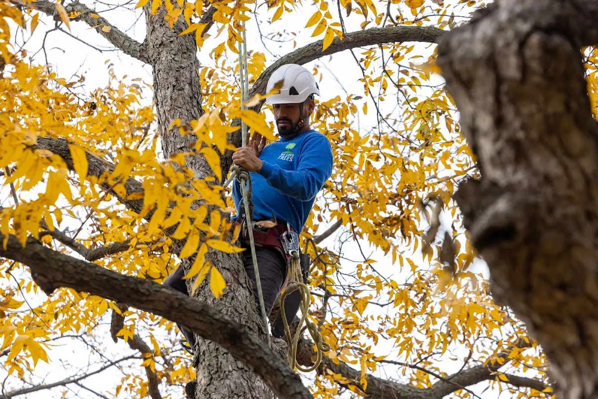 Skilled Tree Transplanting crew working in Ackerly