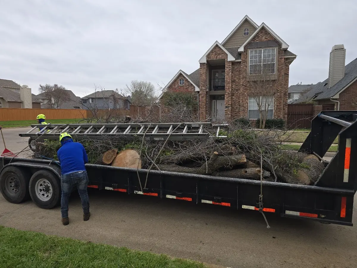 Expert Tree Removal with proper safety equipment in Ackerly
